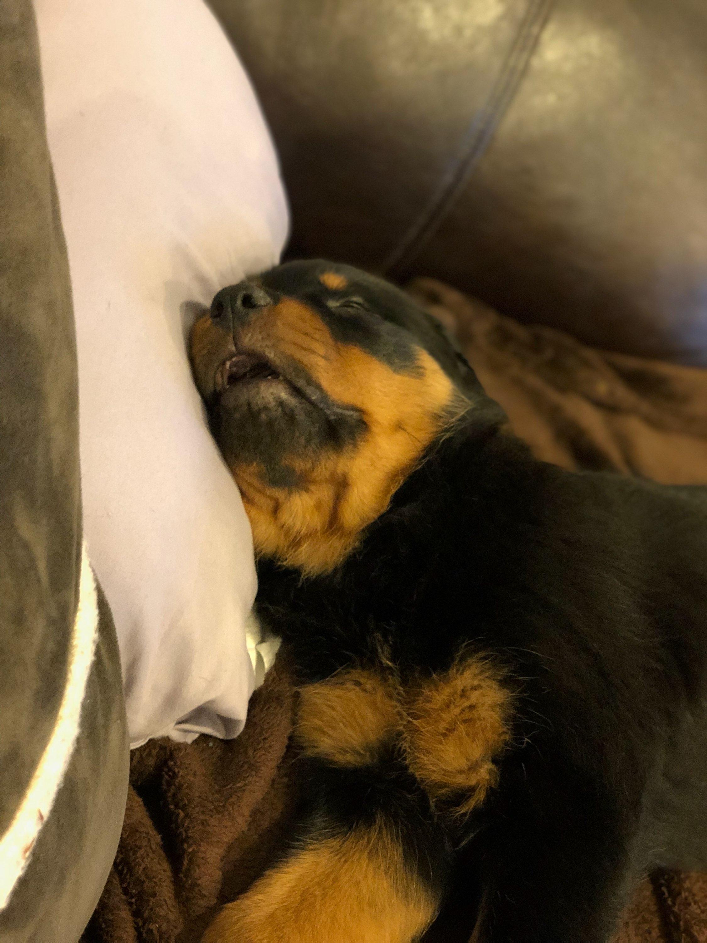 Someone had an exhausting first day in his new home! Scrolller