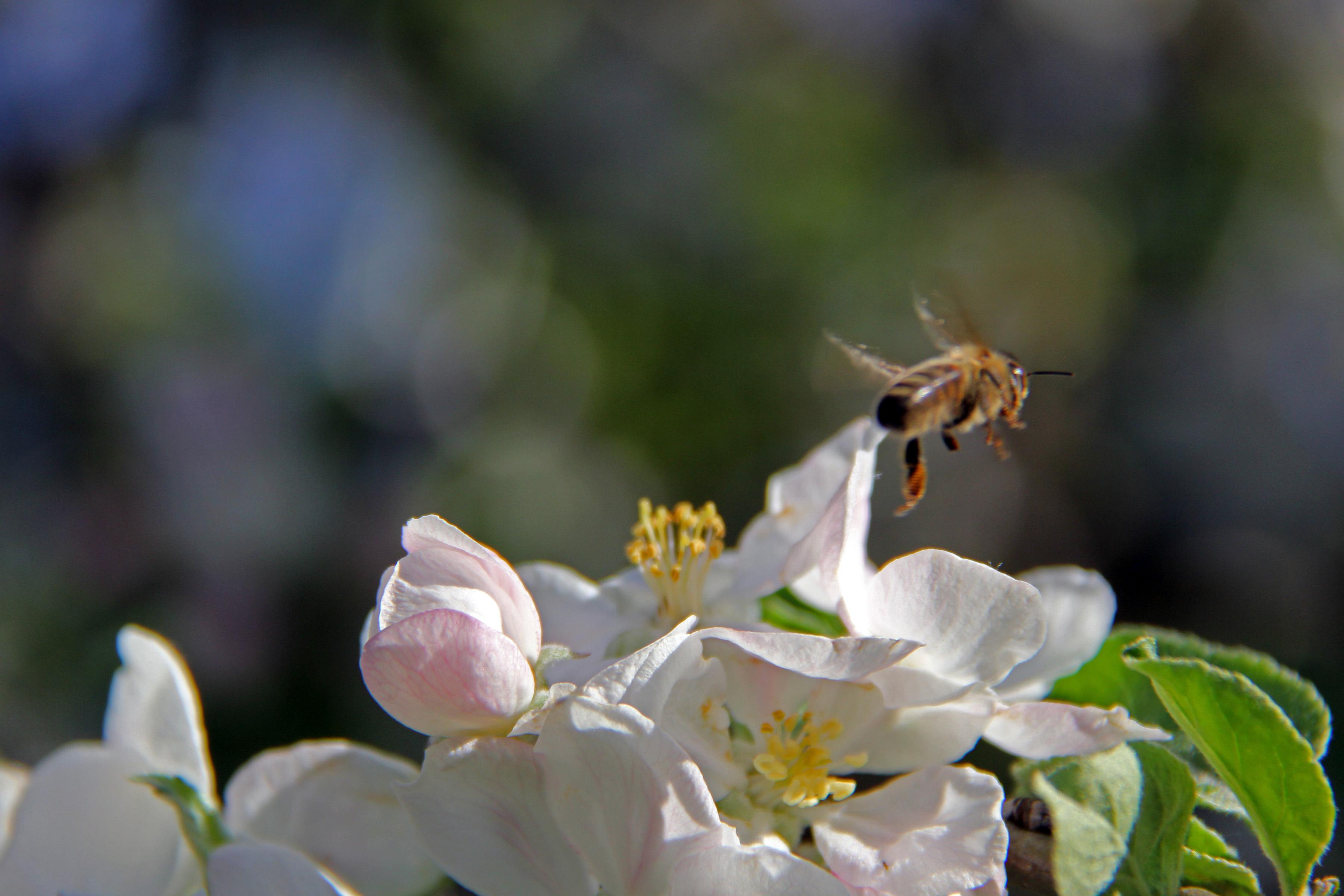 Spicy sky raisin photo bombed my flower photo. | Scrolller