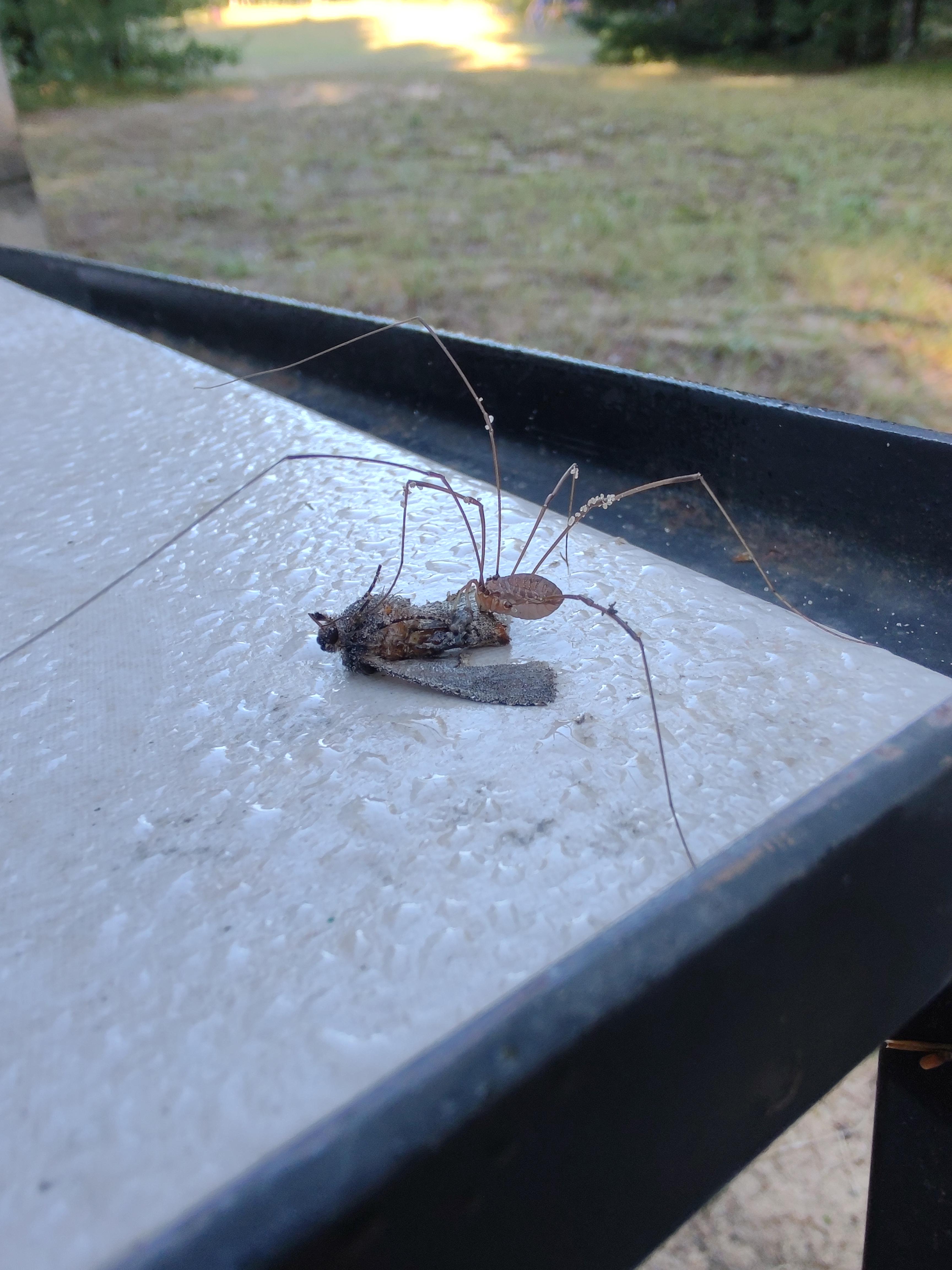 Spider eating a moth Scrolller