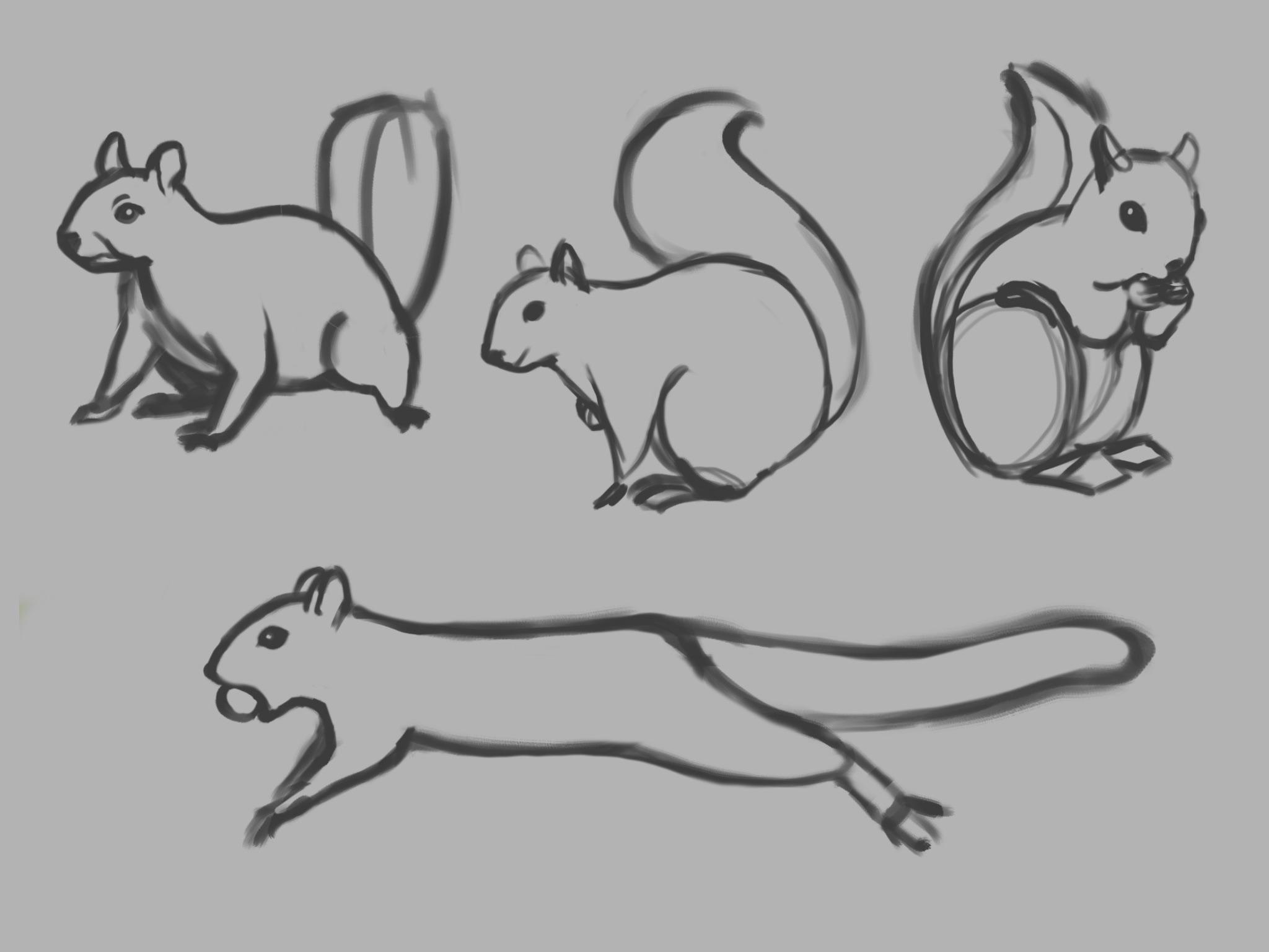 Squirrel sketches | Scrolller