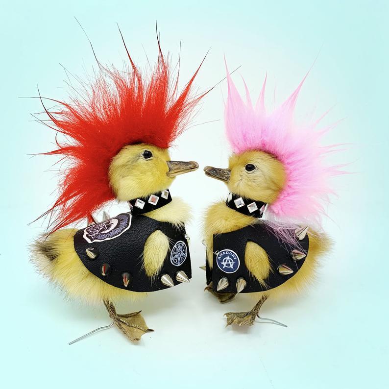 Taxidermy punk rocker baby ducks? | Scrolller