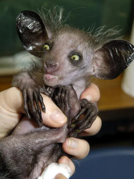 The aye-aye has the ability to extract food from the tree trunks using ...