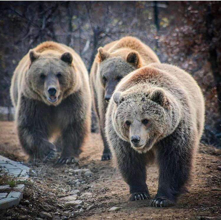 The Bear Sanctuary In Prishtina Kosovo Pictured Below Is Ema Oska the-bear-sanctuary-in-prishtina-kosovo-pictured-below-is-ema-oska