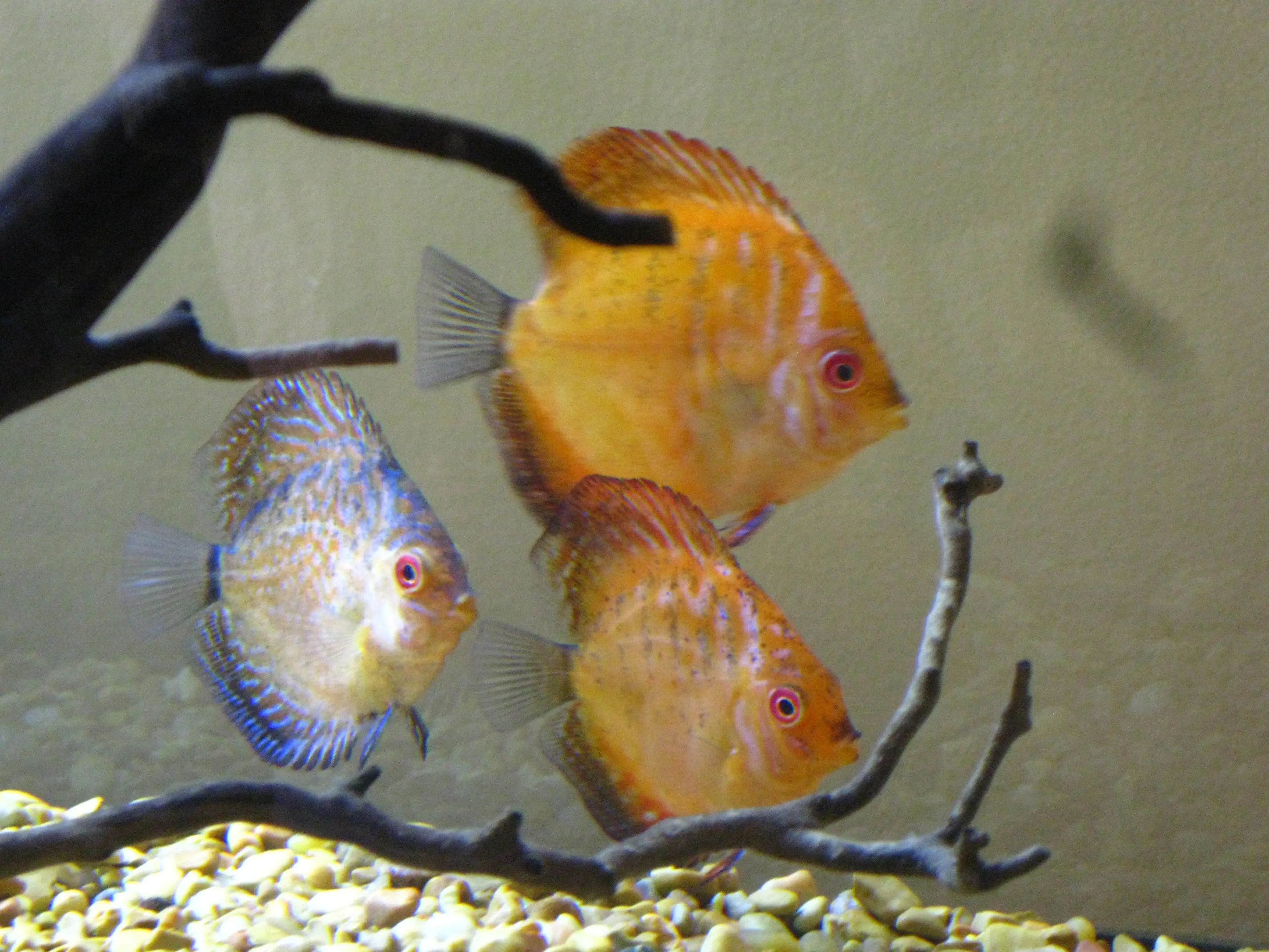 Discus | Pictures | Scrolller