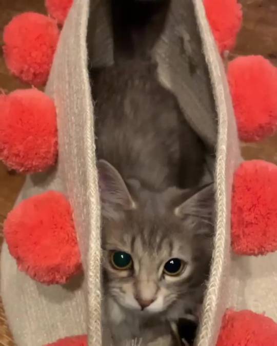 the cats in the bag Scrolller