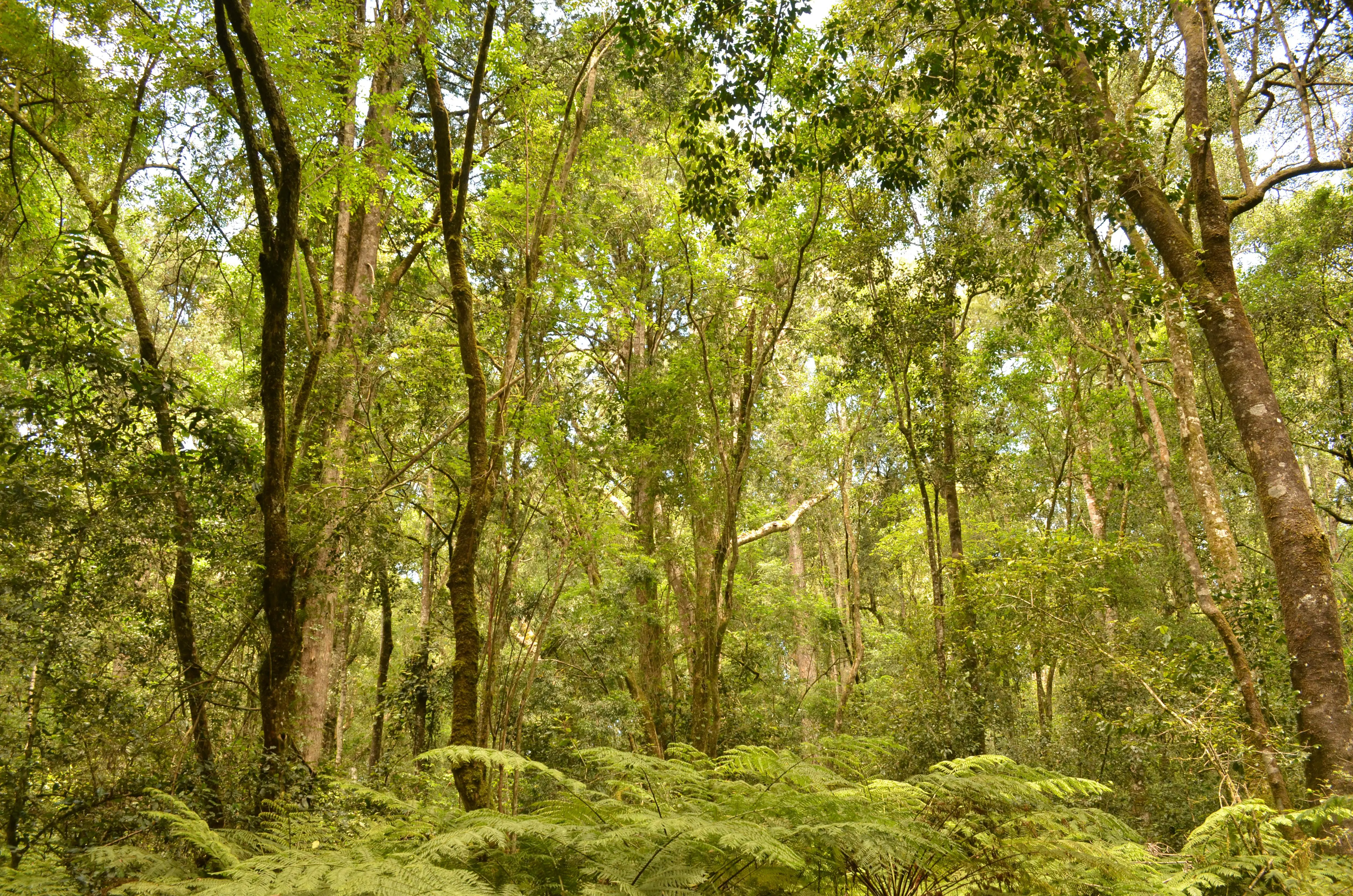 The definition of jungle, Knysna South Africa [OC] [4928 × 3264]