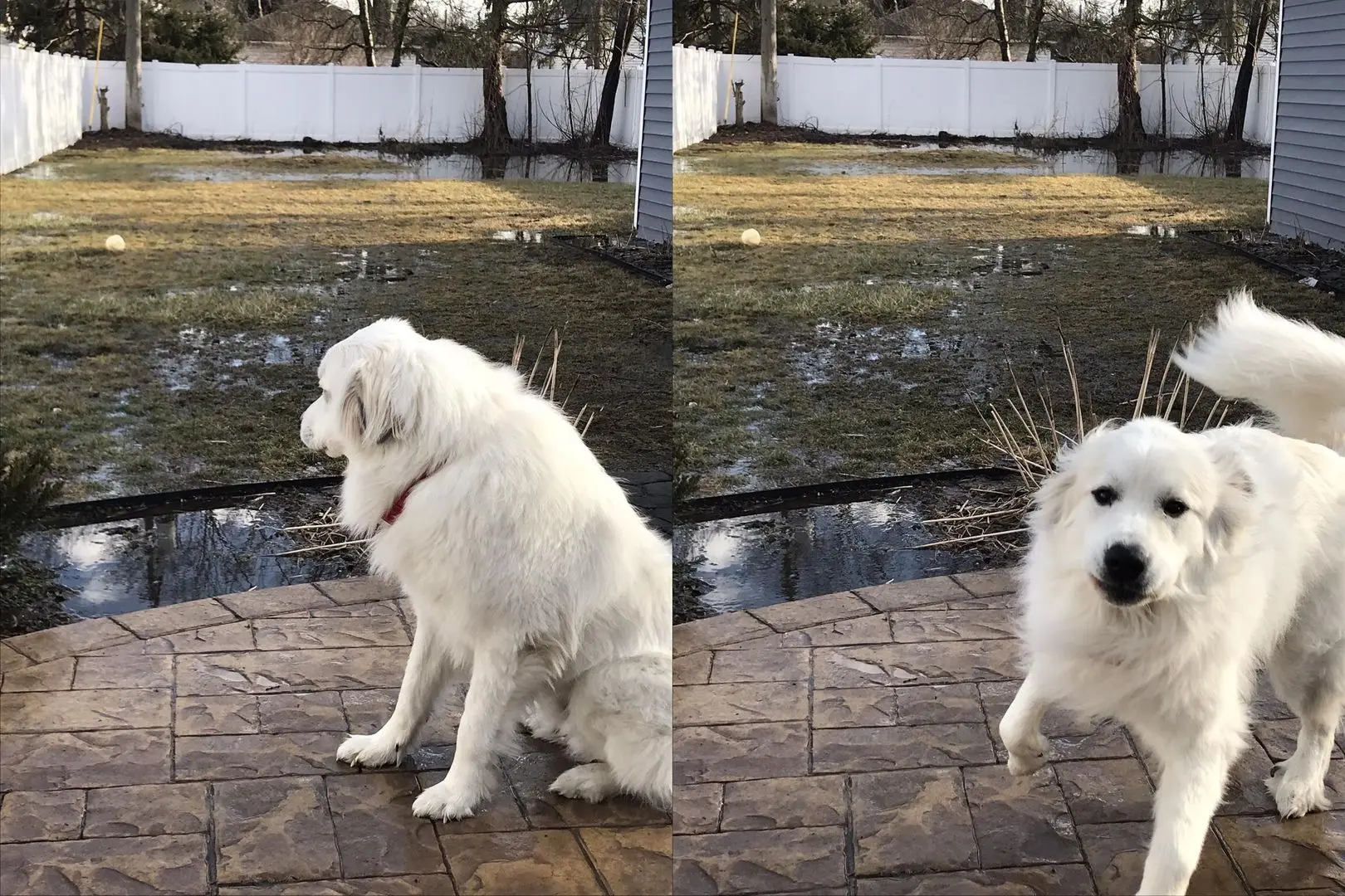 Augustus, a fluffy white Great Pyrenees dog, sitting and walking on a stone patio in a backyard.