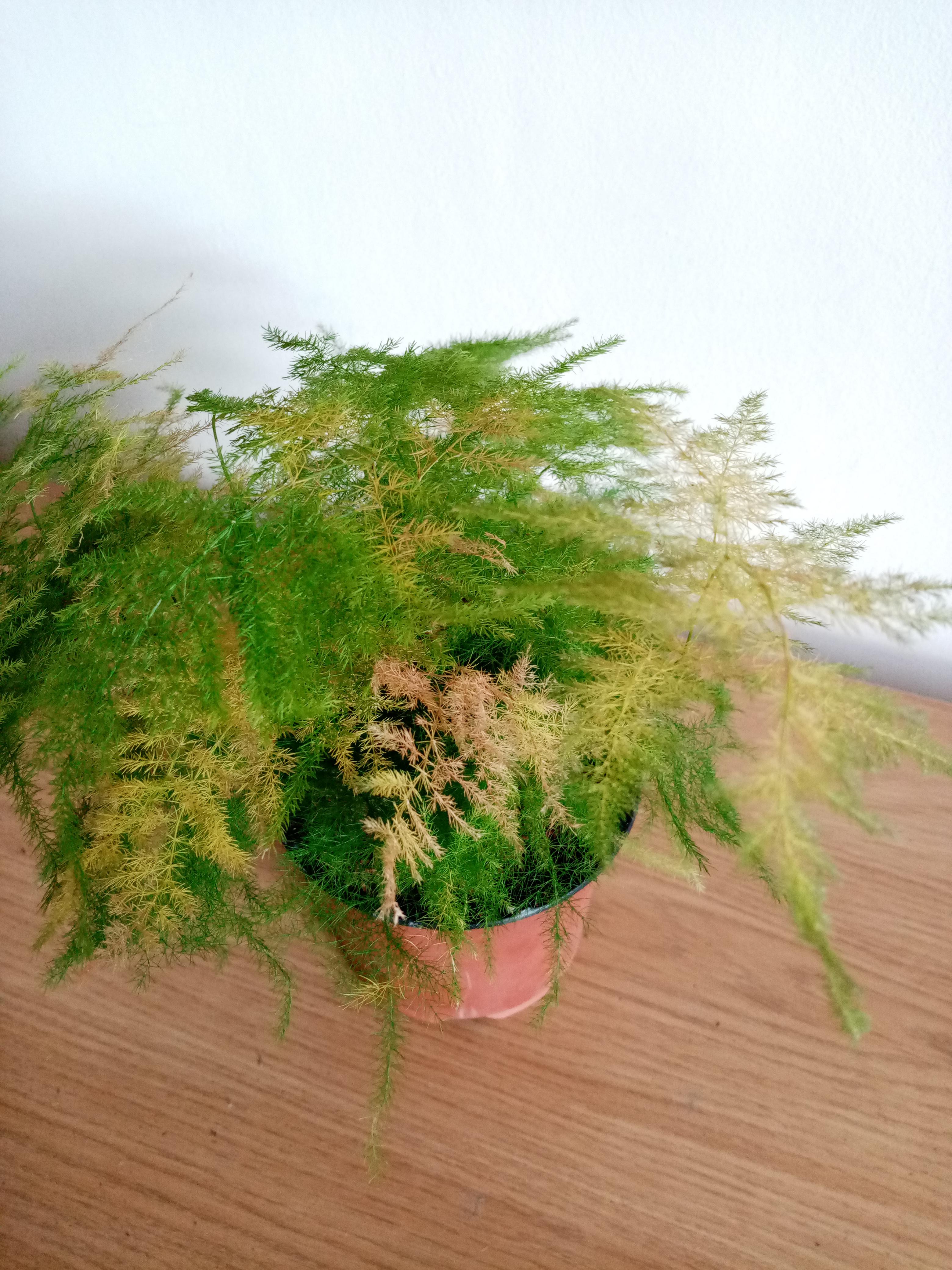The leaves of my asparagus fern are turning yellowish/brown, is it ...