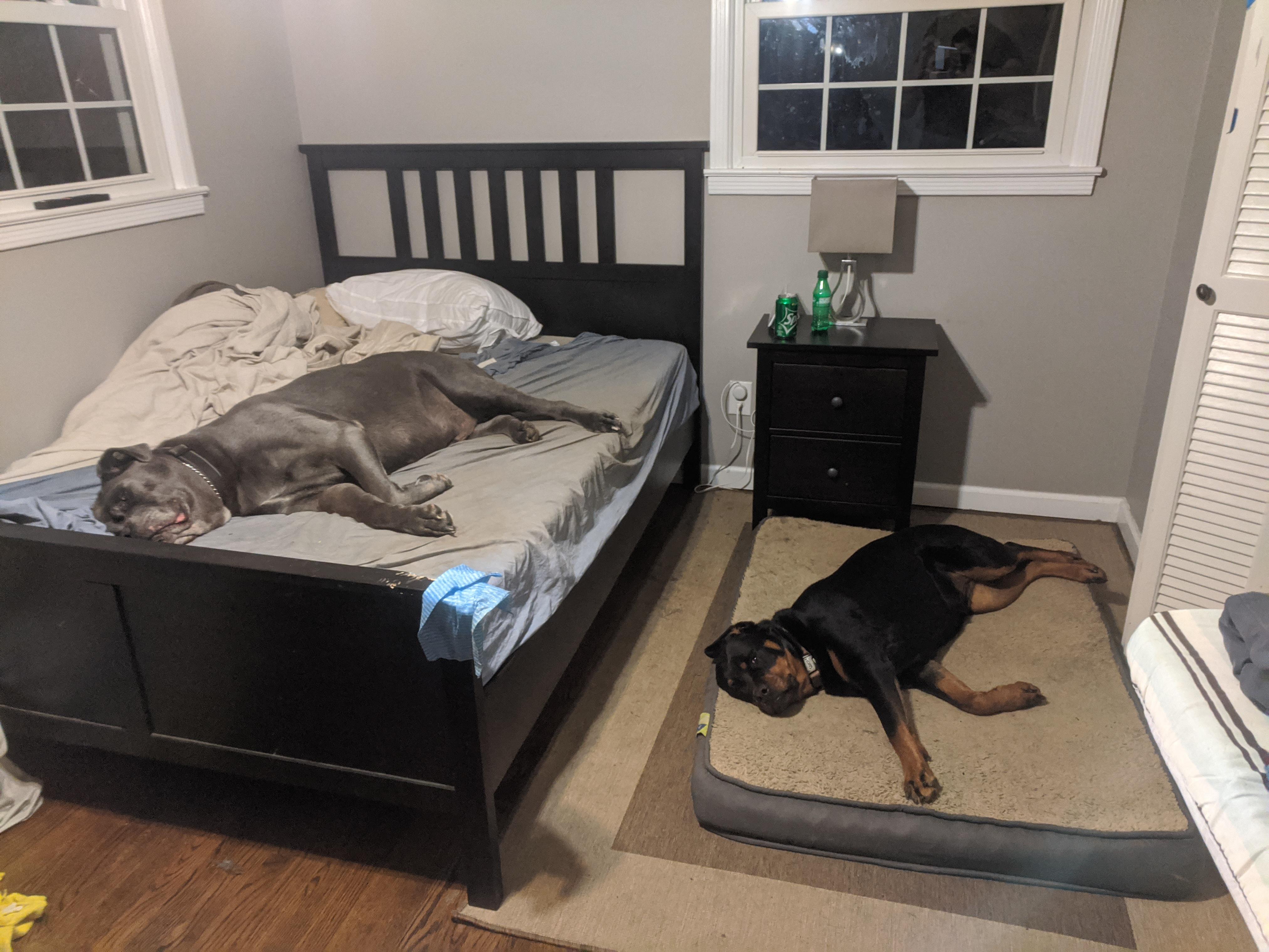 The only bed big enough Scrolller