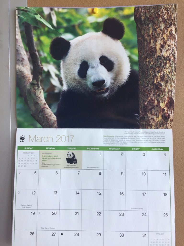 The Panda on this calendar looks like he is posing for his senior ...