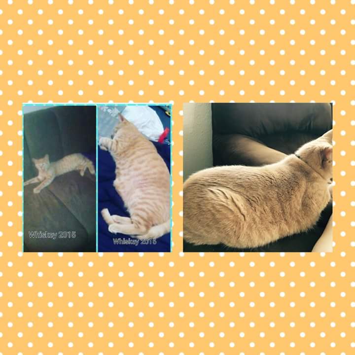 The progression of my cat (hes even bigger now) Scrolller