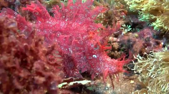 Scorpion Fish Rhin The Rhinopias Scorpionfish looks like a floating piece of coral | Scrolller