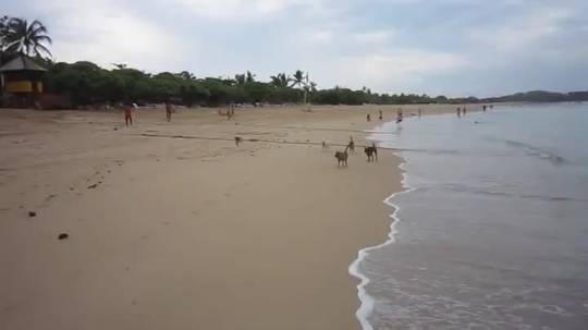 The riff-raff has arrived. Pack of dogs on Nusa Dua beach | Scrolller