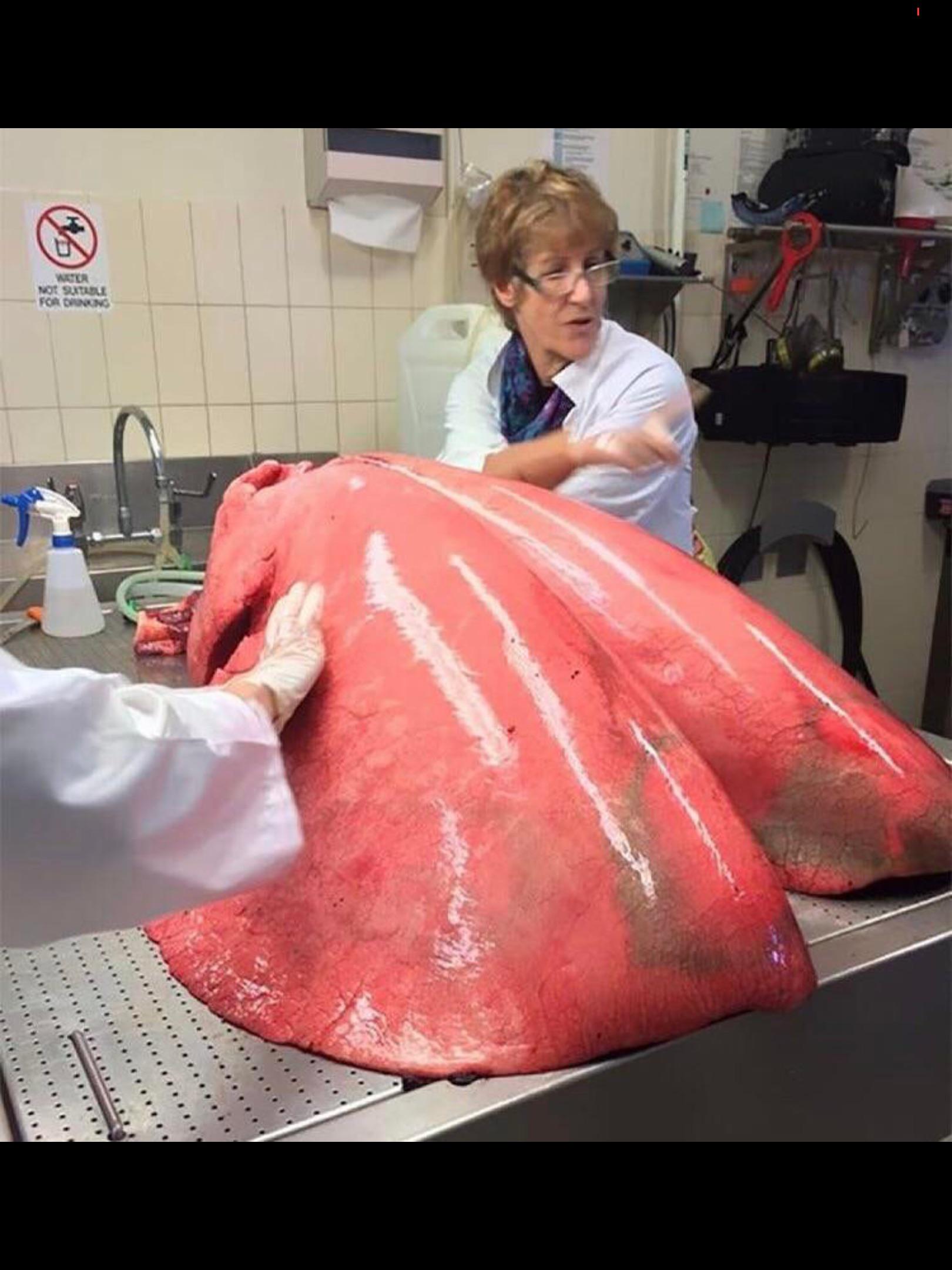 The size of a horses lungs Scrolller