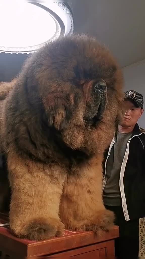 how tall is a tibetan mastiff