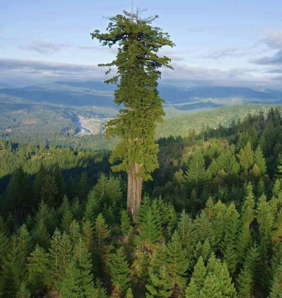 The tallest tree in the world. The tree is called the “Hyperion” and it ...