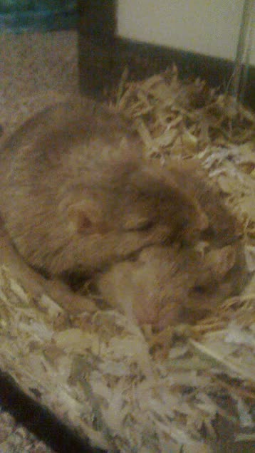 They always sleep like this (also TIL Google makes gifs of your pictures)