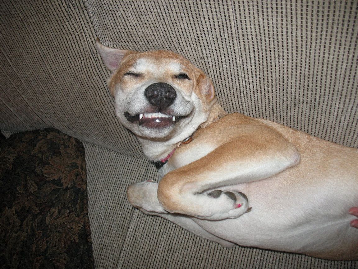 This Is My Dog Bailey She Likes Her Belly To Be Rubbed Scrolller