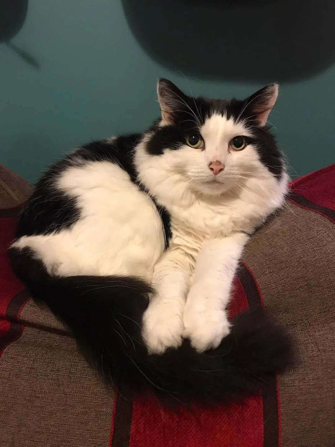 This is my tail. There are many tails like it, but this one is mine ...