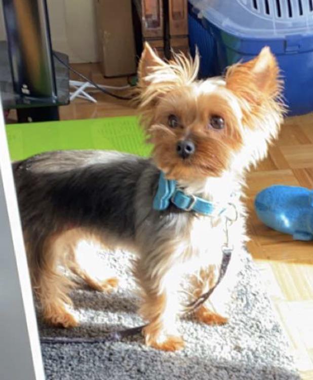 This is Roy, he is a 2 year old toy yorkie | Scrolller