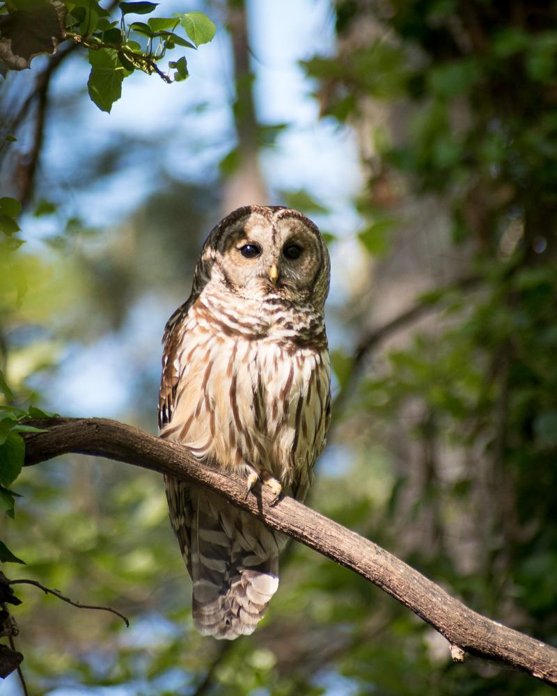 This is the male of a family of owls that live near our home. Scrolller