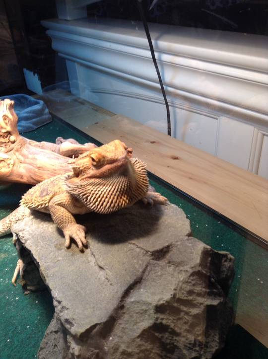 This is Zeus. He's got anger issues