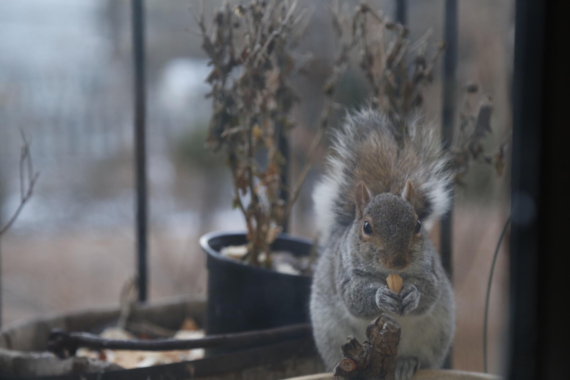 This little fatty in my window like clockwork every morning looking for