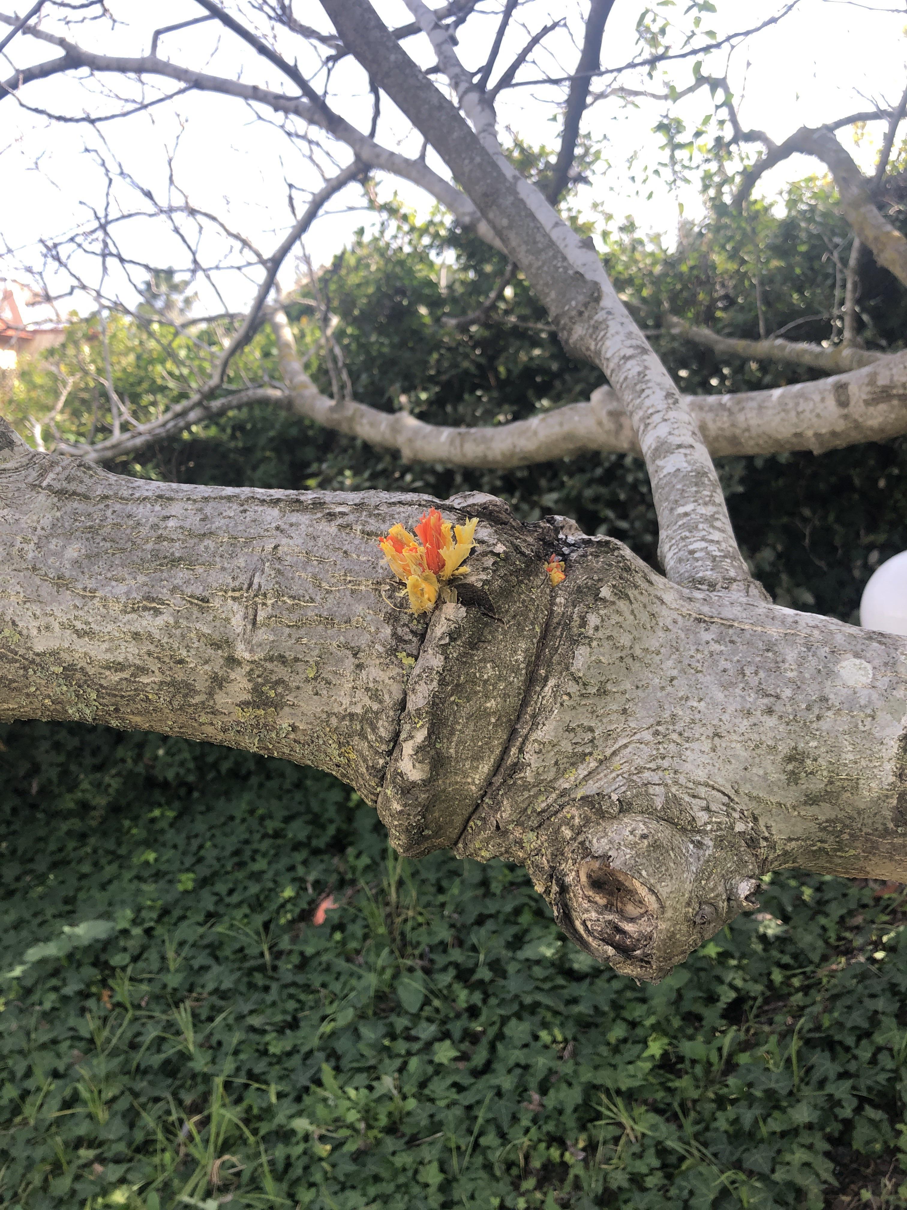 This rope tied around a tree | Scrolller