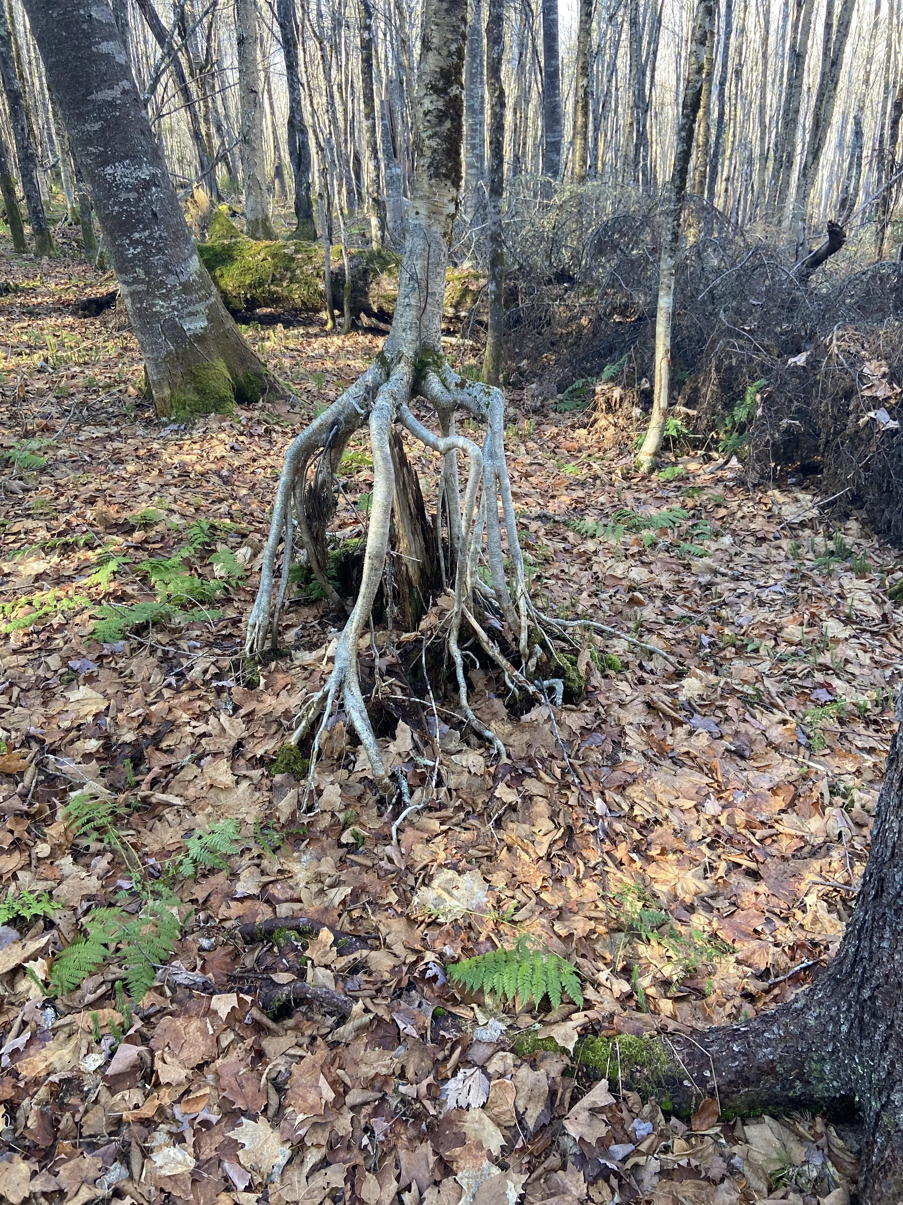 This sapling that sprouted from a cut tree trunk, then the old trunk ...