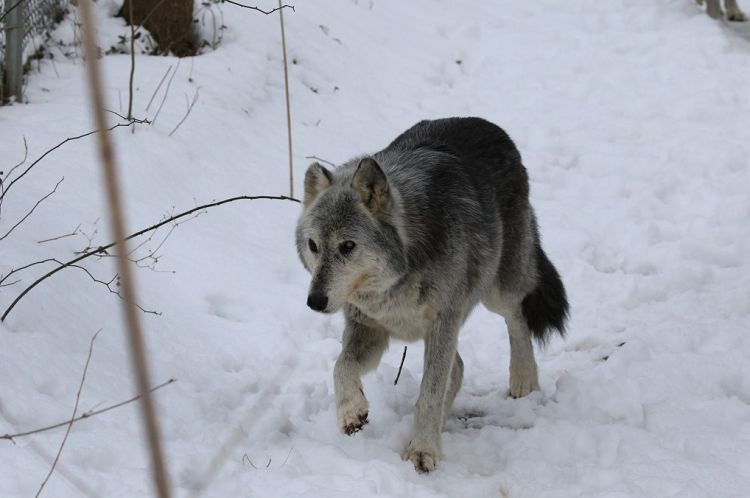 Thor - 18 year old blind wolf from The Wolf Sanctuary of Pennsylvania ...