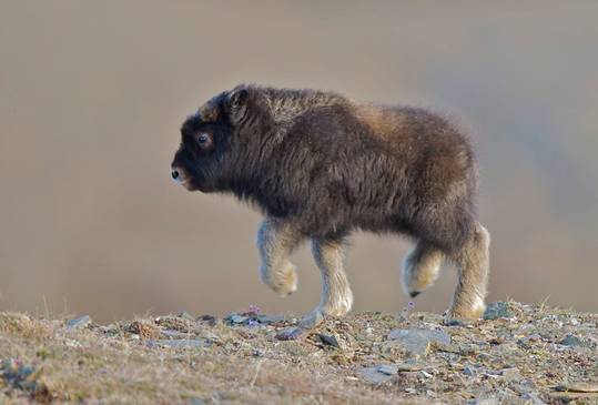 Tiny prancing musk ox