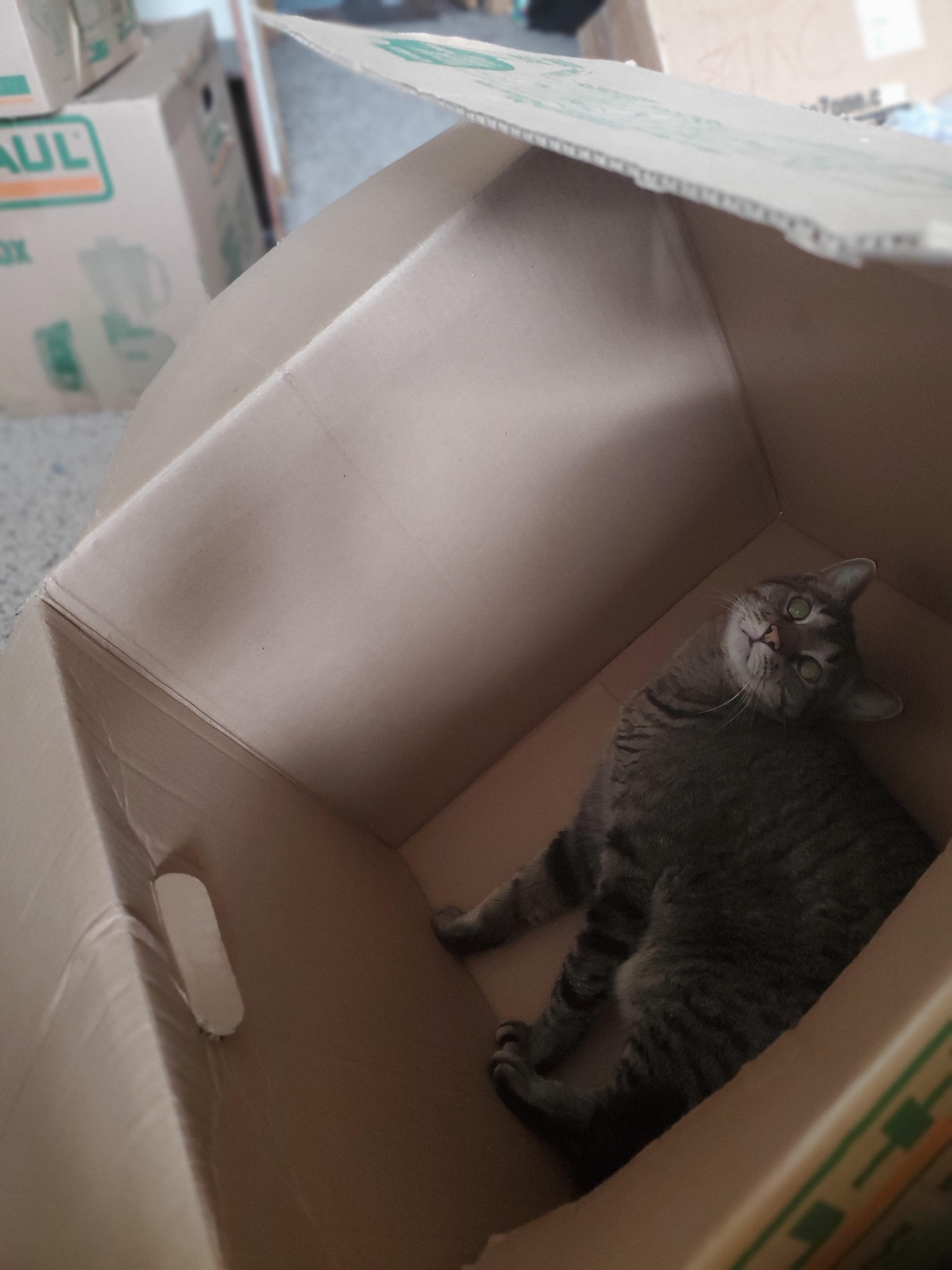 Trying to pack our apartment and this happens..... | Scrolller