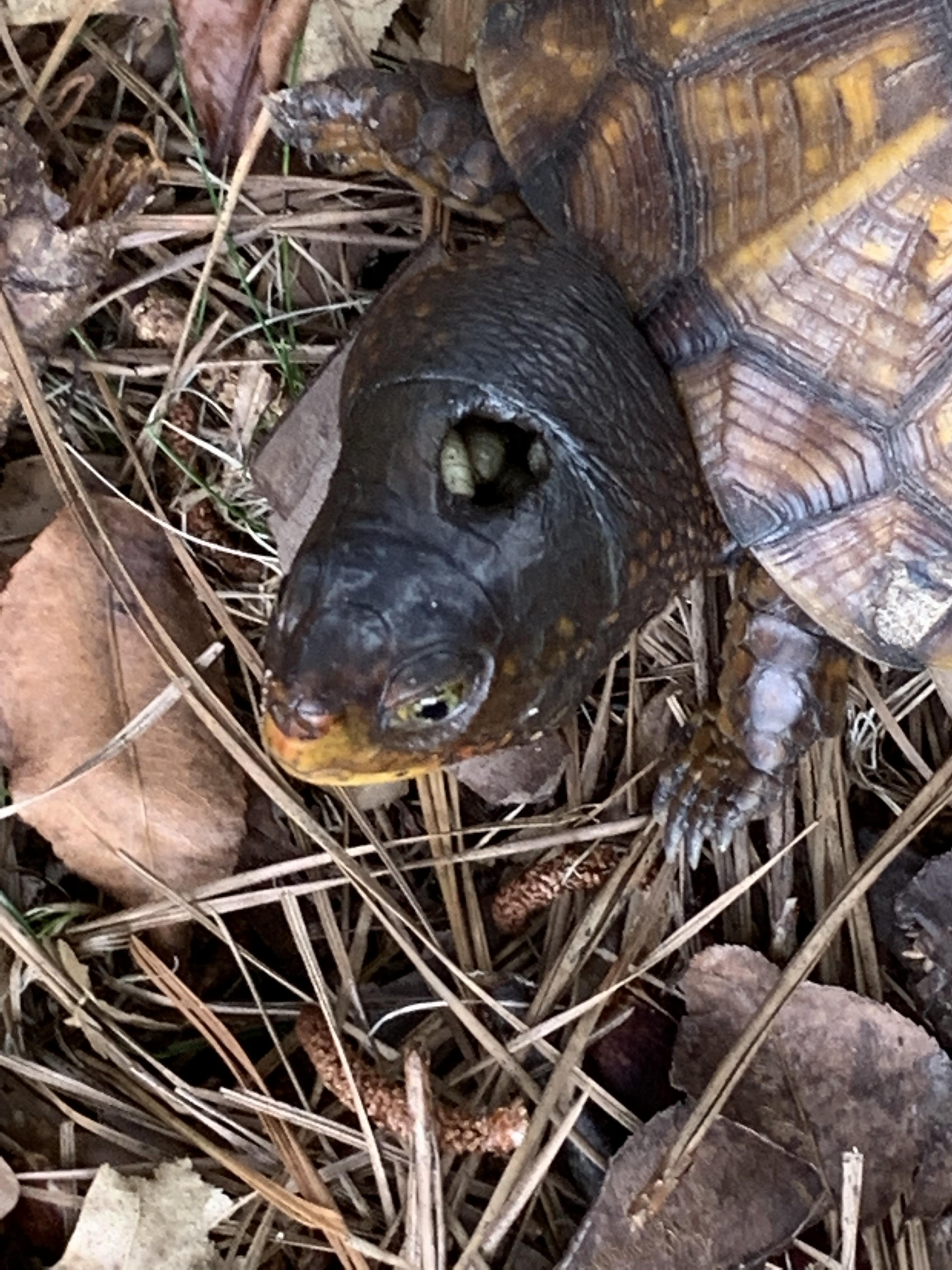 turtle has a larva nest in its head | Scrolller