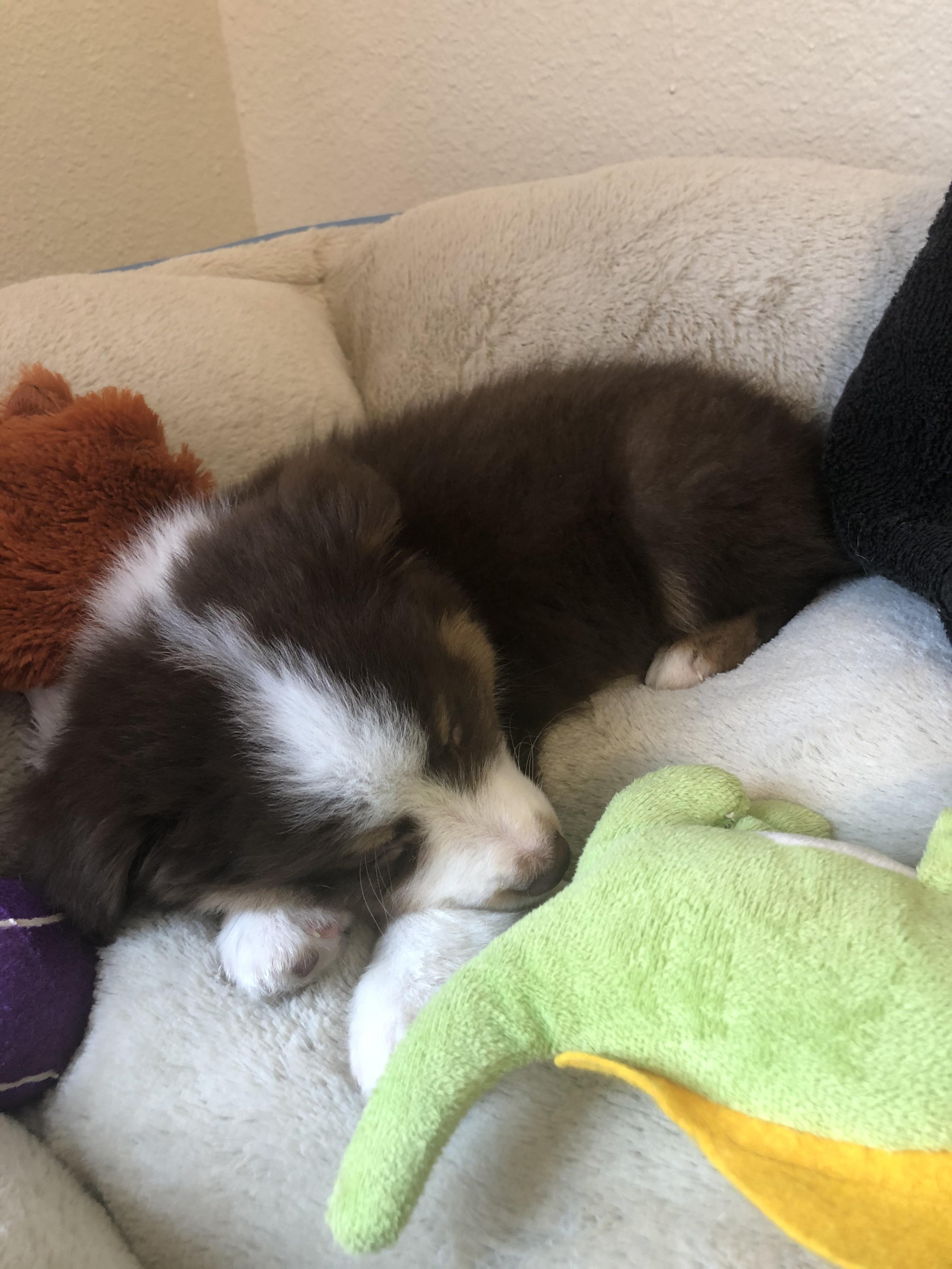 Veterinarian in RC or Box Elder? Just got a 10w old