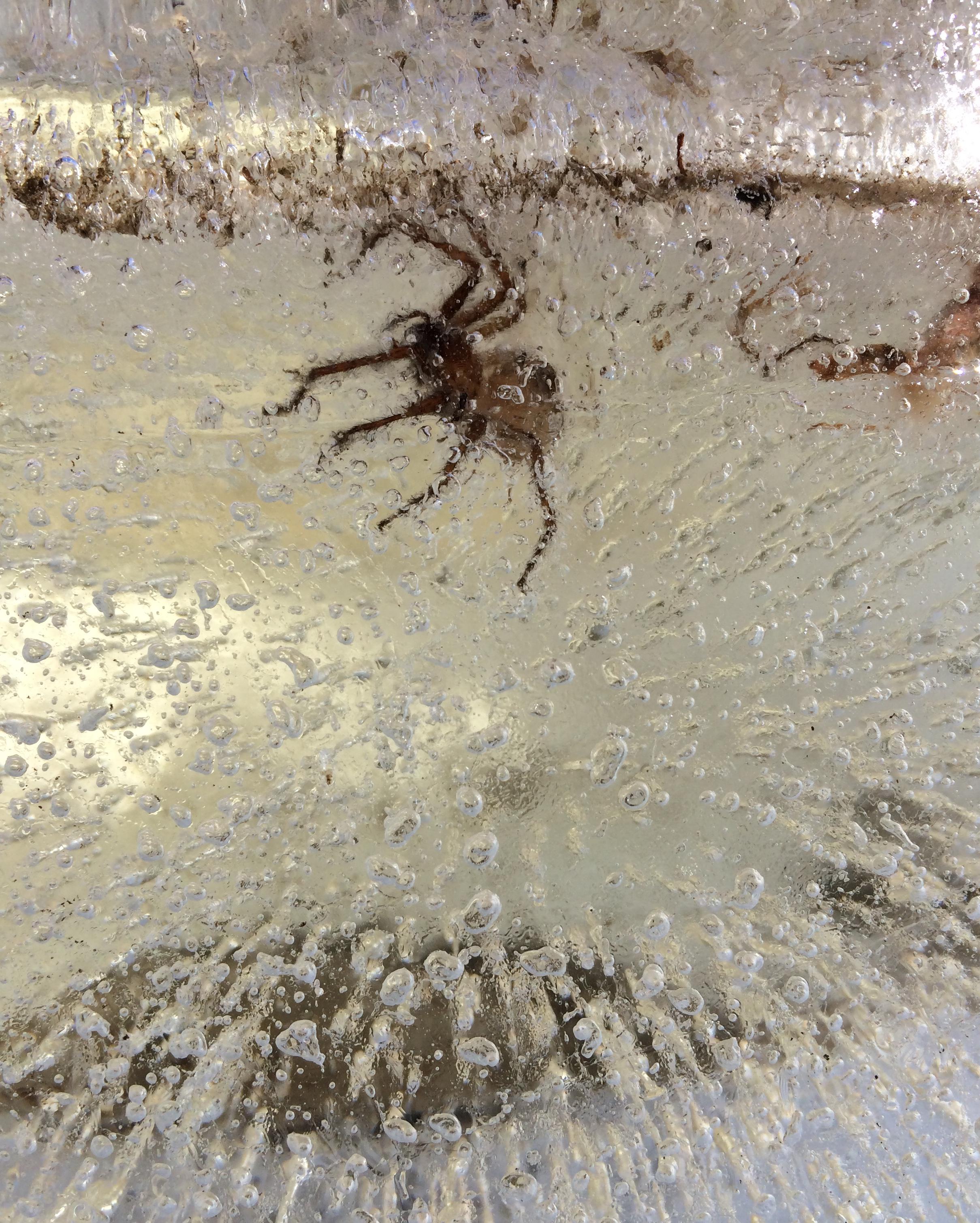 Waiting for warmer weather... [spider in ice] | Scrolller