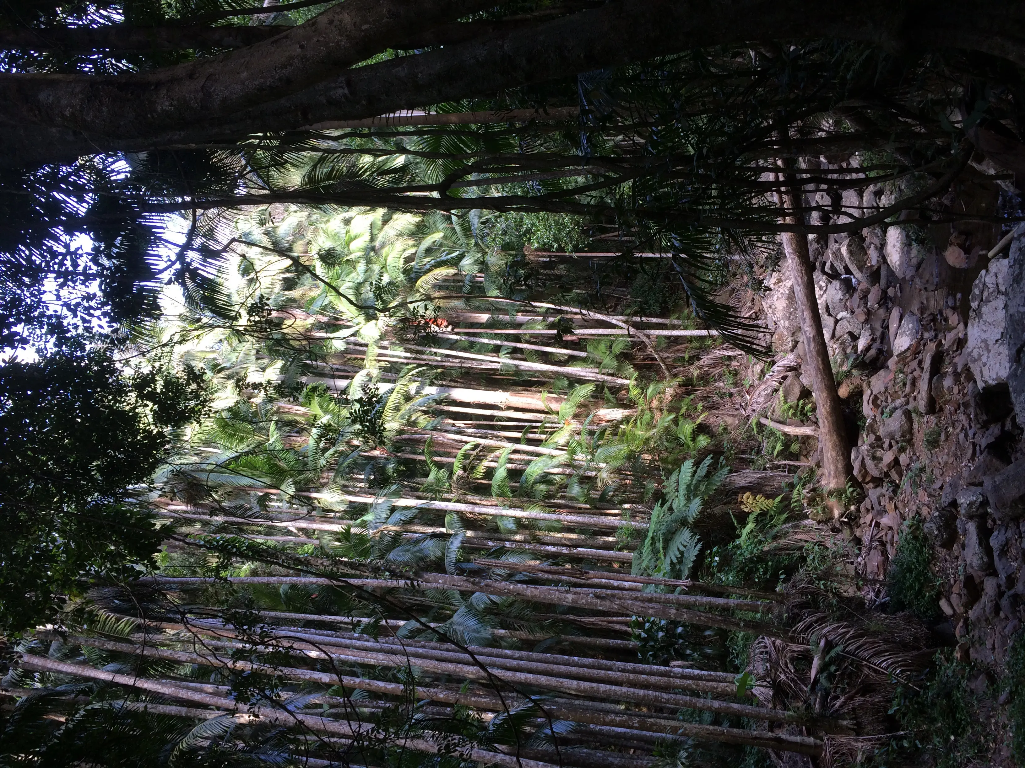 Wall of Archontophoenix palms, Mt Tamborine, southern Queensland, Australia. [OC] [2448x3264]