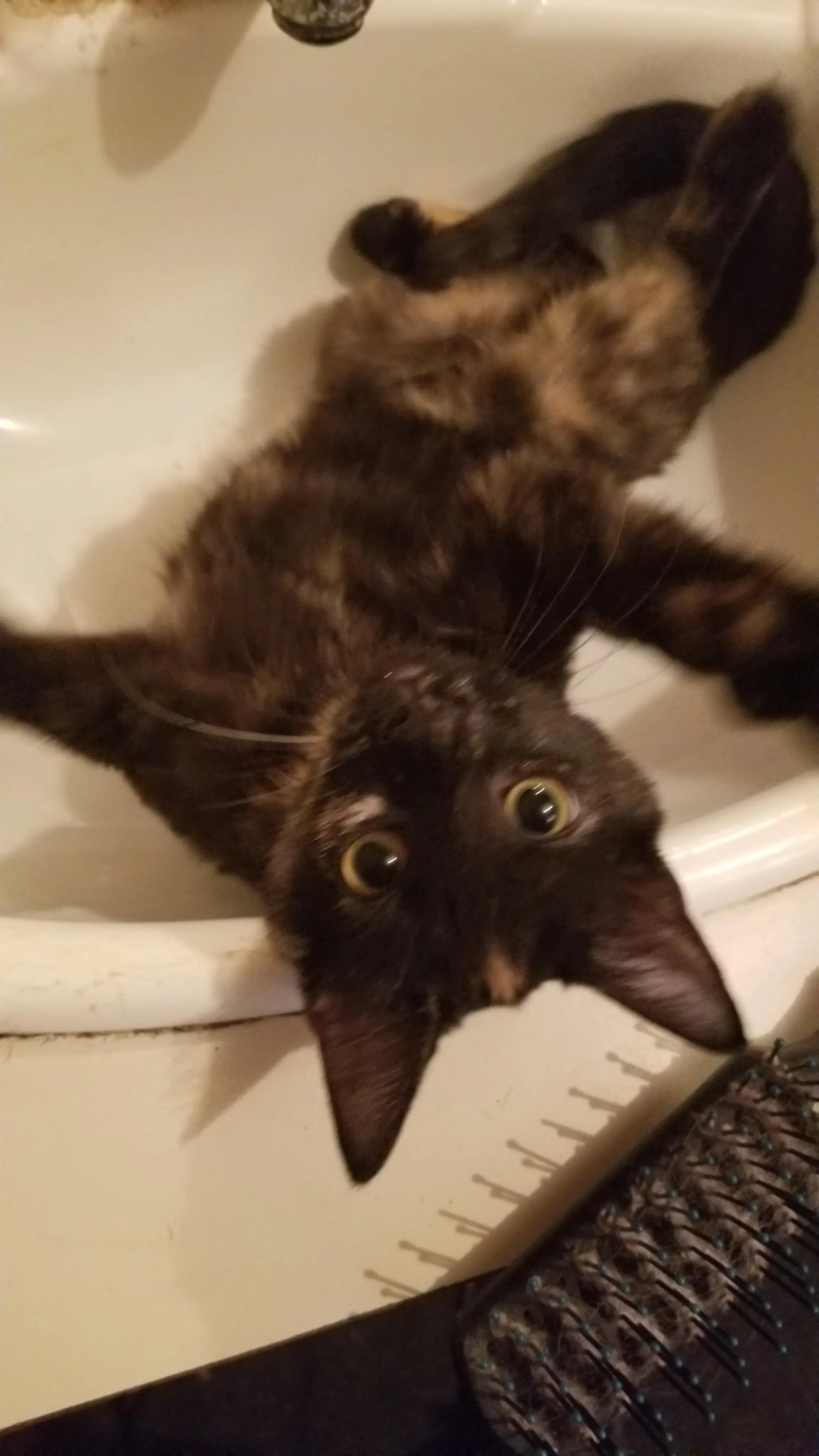 Wanna fight? I must warn you I am an expert in being cute af.