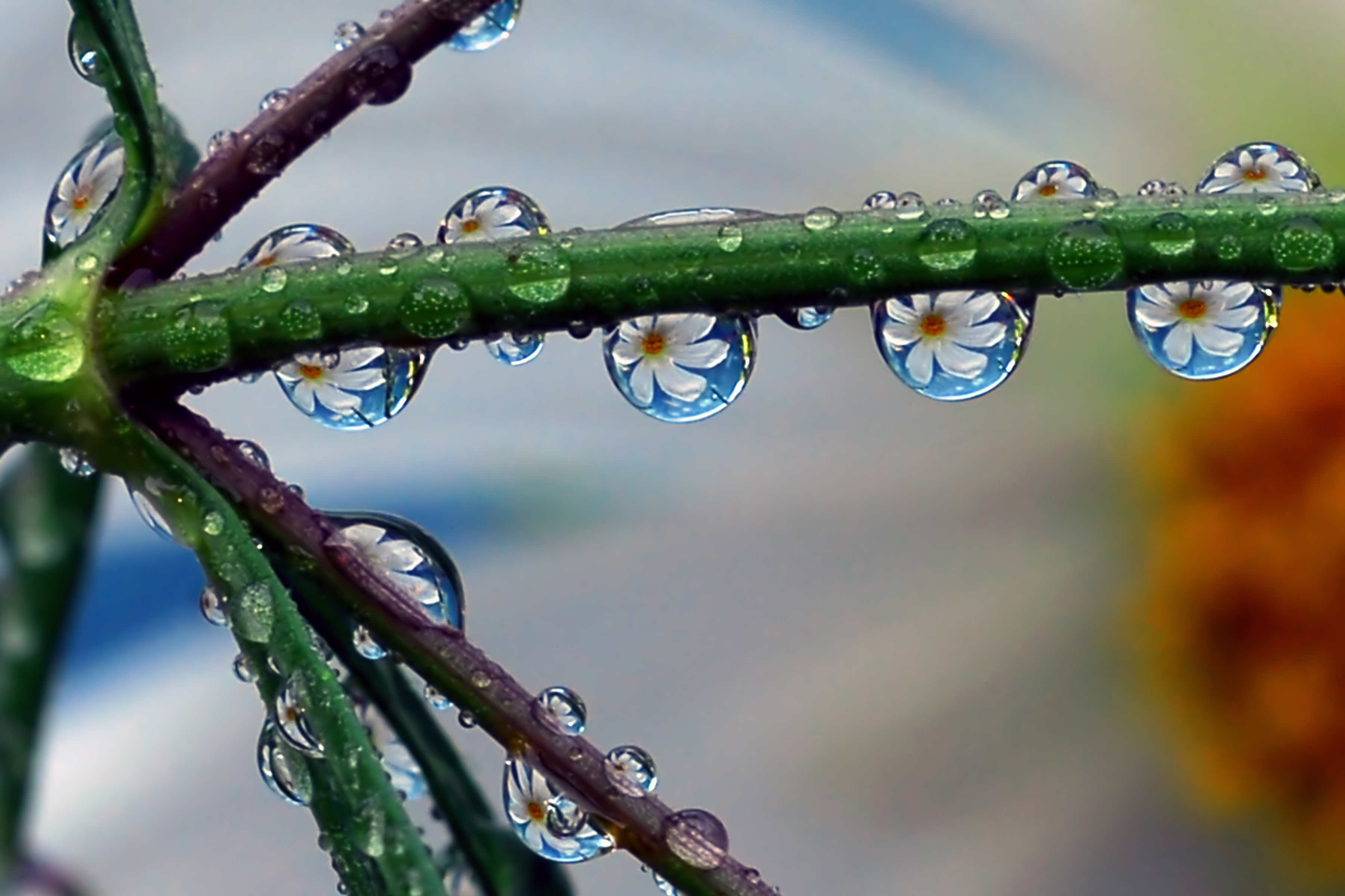 Waterdrops acting as a natural lens, all refracting the same flower (orange...