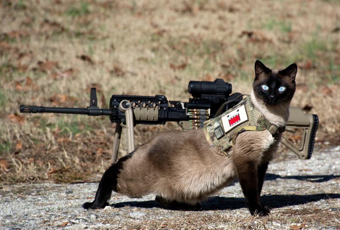 We are siamese if you don t please scrolller