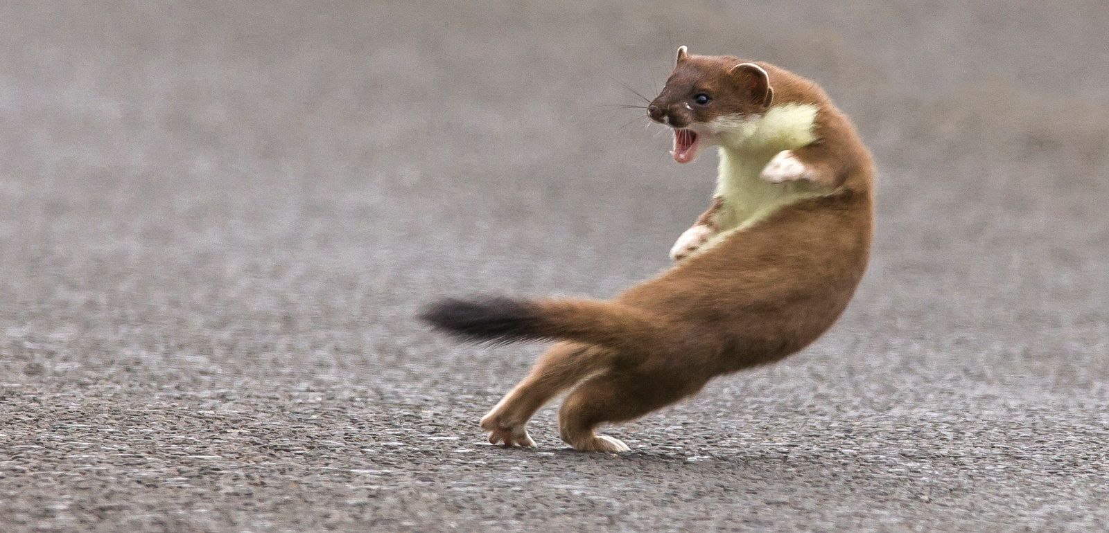 Weasel War Dance | Scrolller