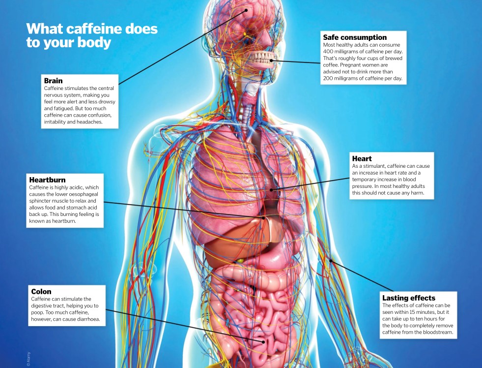 What caffeine does to your body. | Scrolller