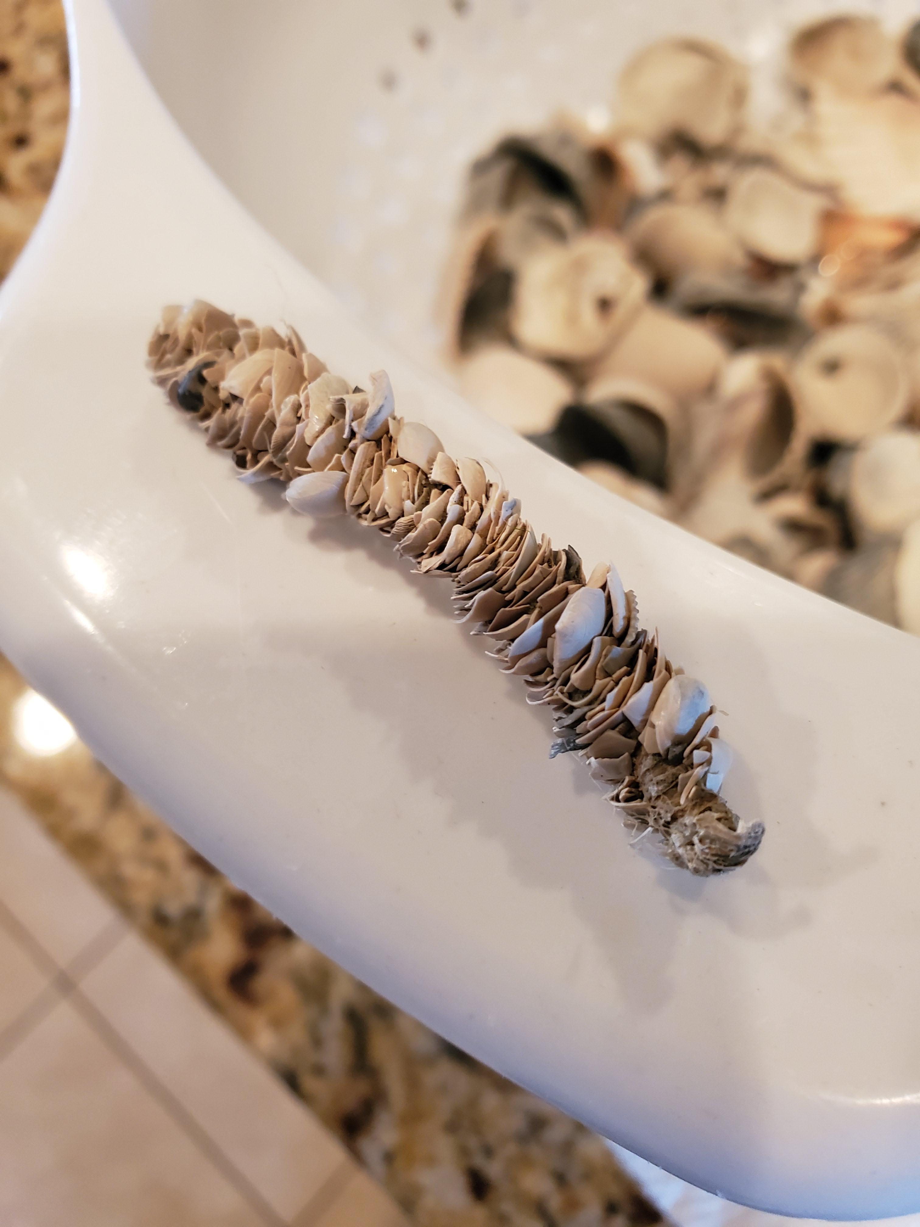 What causes this little stack of shell chips to stick together like ...