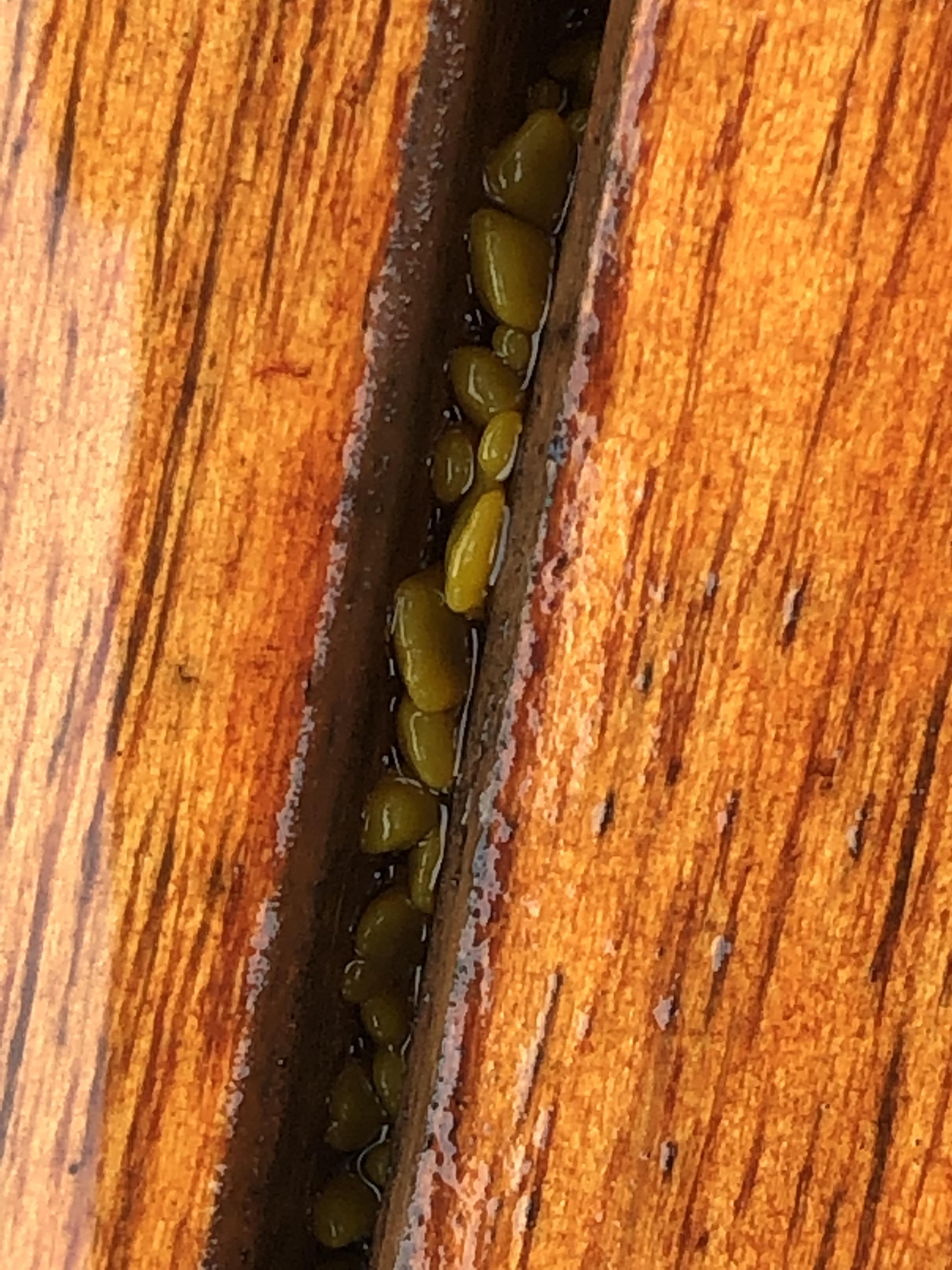 what-is-this-stuff-it-is-eating-my-patio-table-is-it-a-fungus-if-so