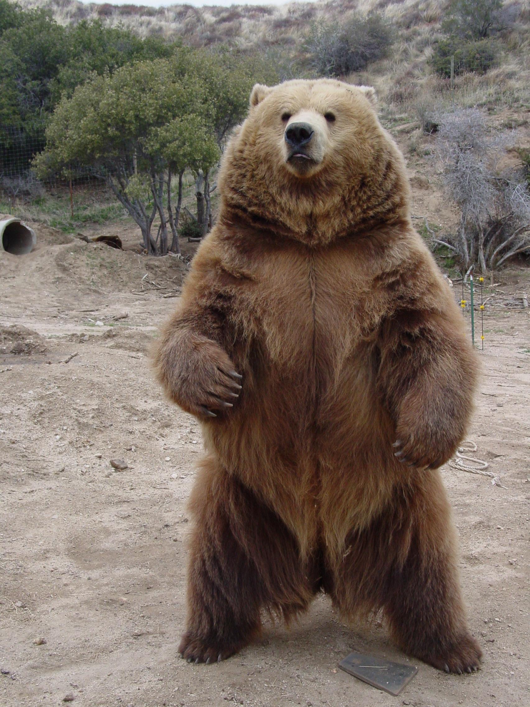 Bear hand. Медведь Гризли. Медведь Гризли на задних лапах. Кадьяк и Гризли. Рост медведя Гризли на задних лапах.