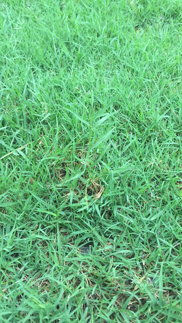 What kind of grass is this? Scrolller