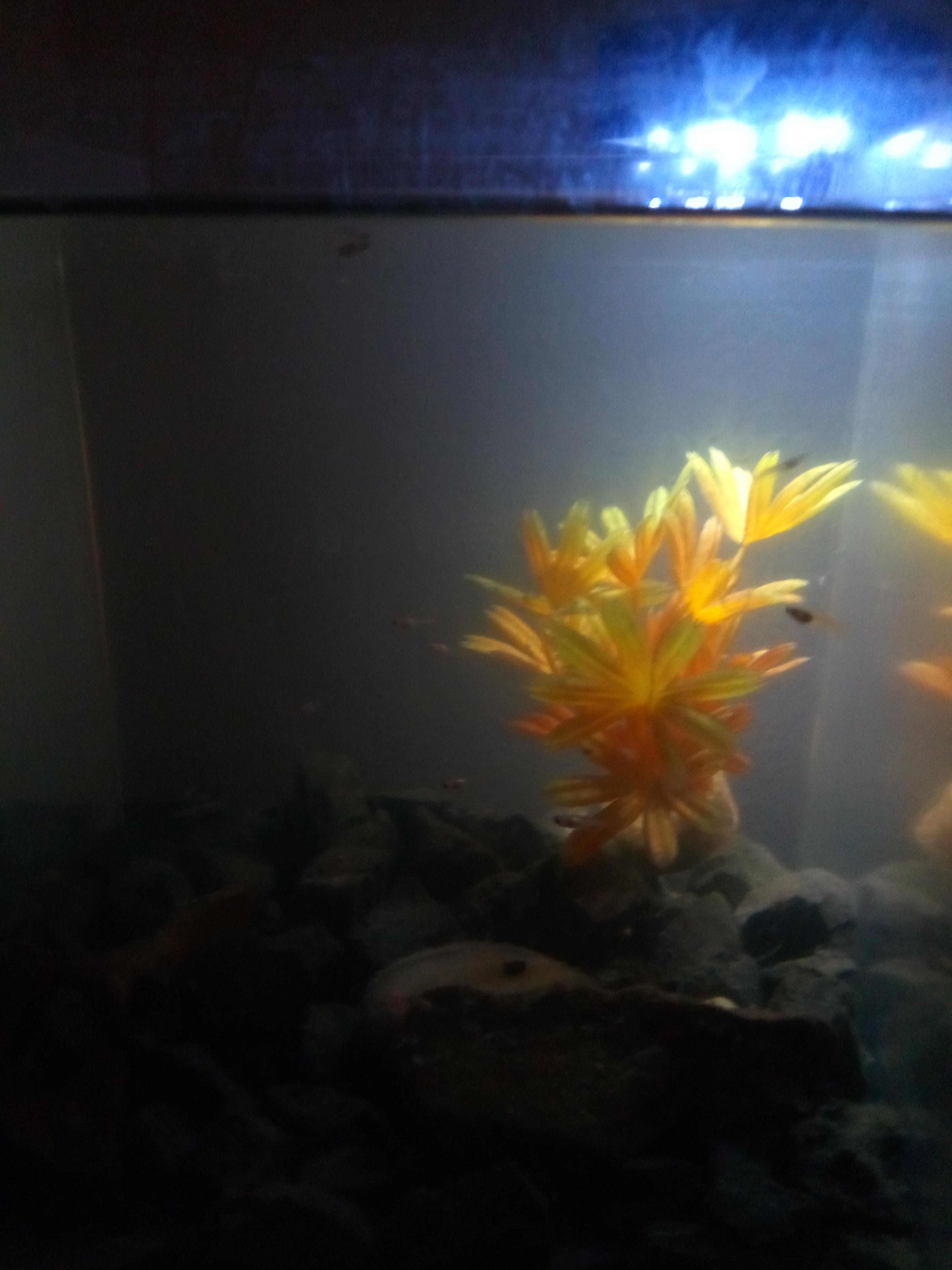 what-to-do-i-have-32-guppy-babies-and-only-a-10-gallon-tank-babies-in