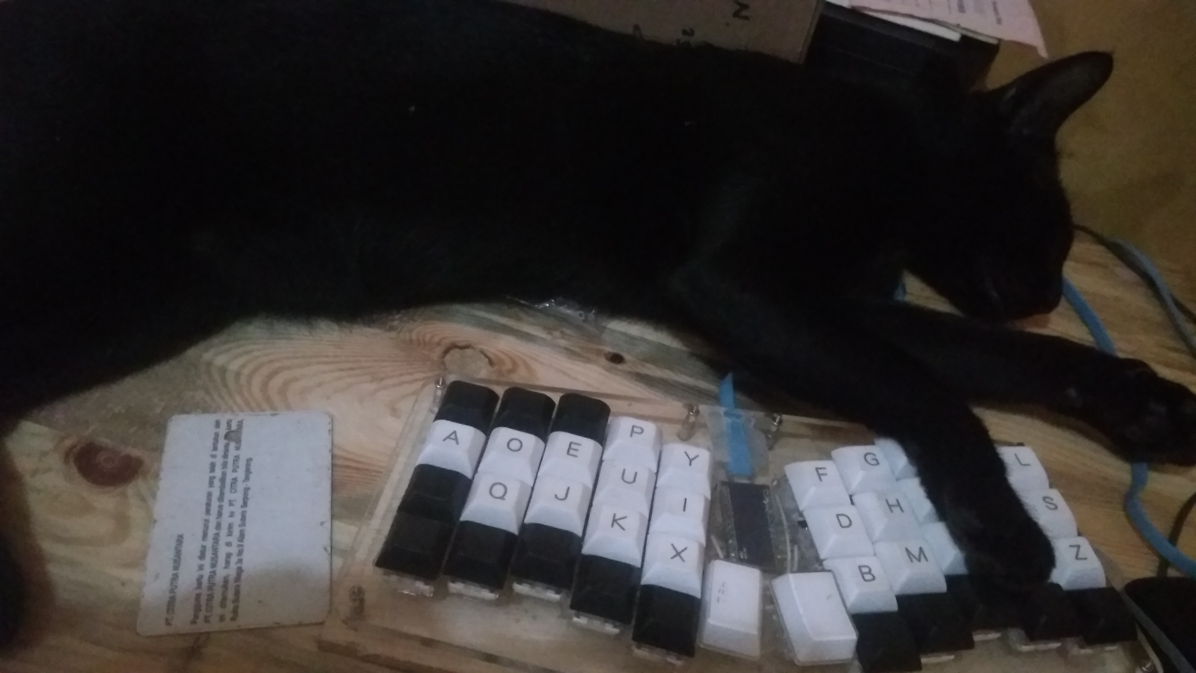 why-do-cats-love-sleeping-on-keyboards-scrolller