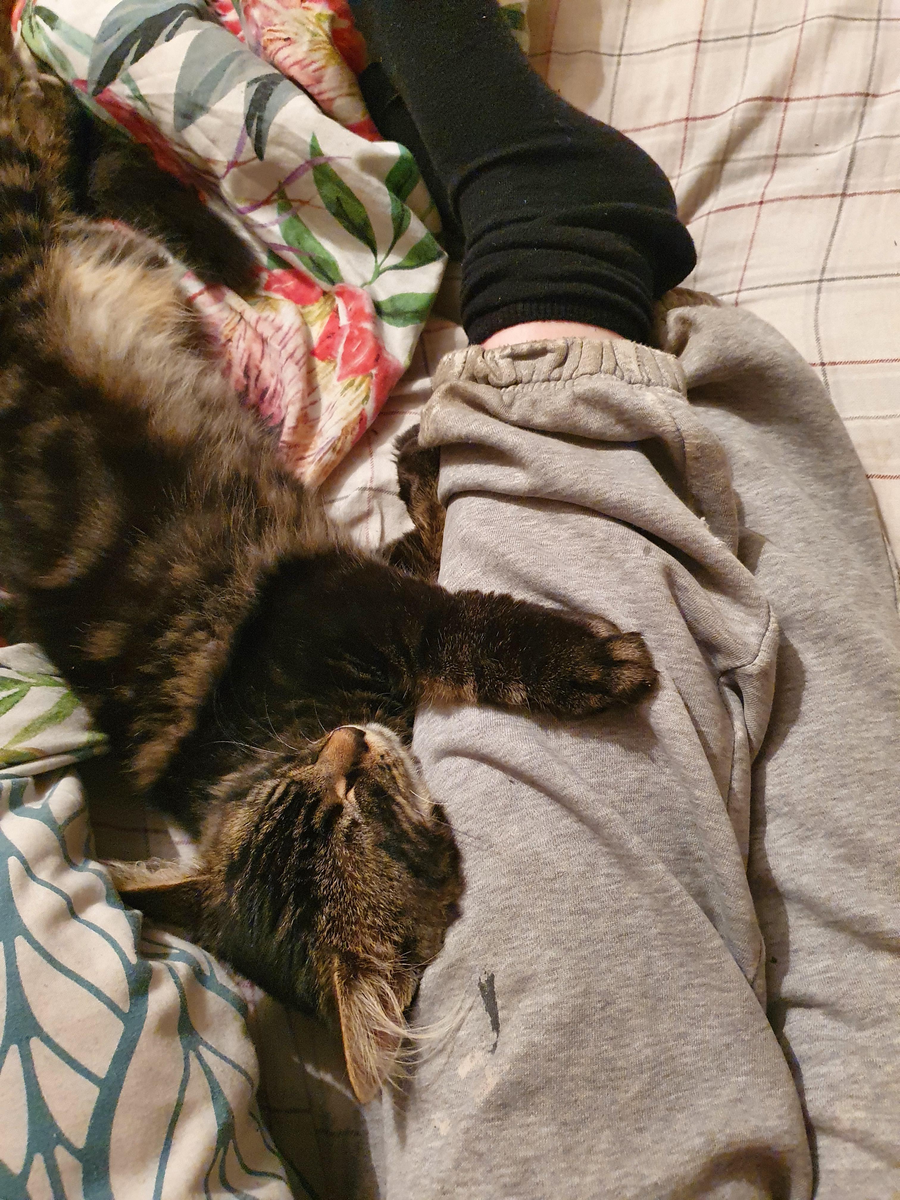 Why Doest Kitten Do This Is It A Cat Hug Scrolller why-doest-kitten-do-this-is-it-a-cat-hug-scrolller