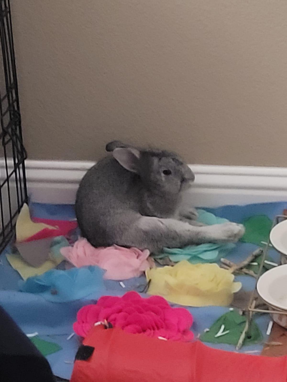 Why is my bunny seating like this? Scrolller