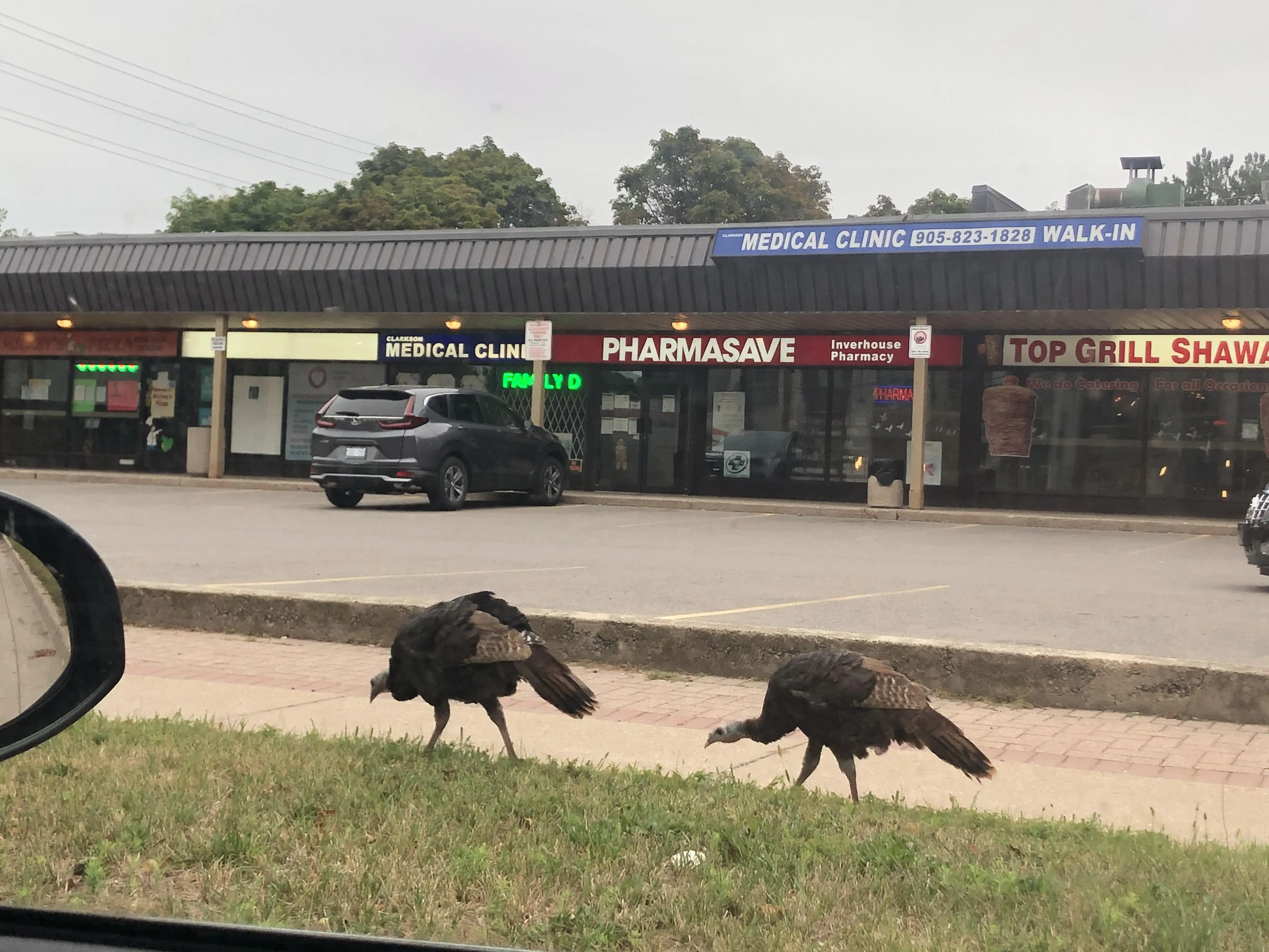 Turkeys Roaming Wild turkeys roaming in Clarkson | Scrolller